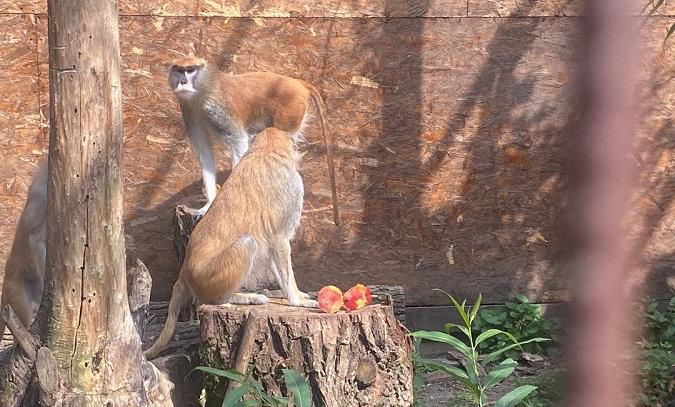 Долучились й відвідувачі: у Луцькому зоопарку годували тваринок морозивом (фото)