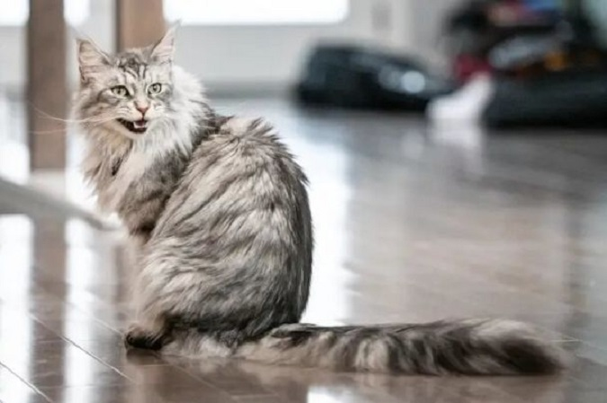 Кіт з найдовшим хвостом у світі: який він має вигляд (фото)