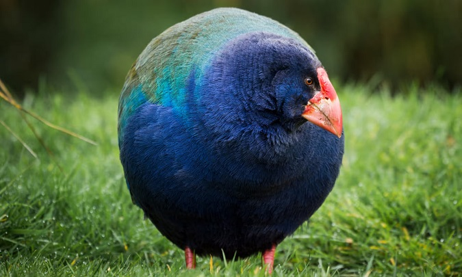 До Нової Зеландії повернули доісторичних птахів такахе (фото)