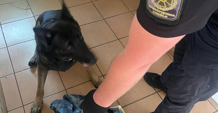 У «Ягодині» службовий пес винюхав наркотики в шортах харків'янина (фото)