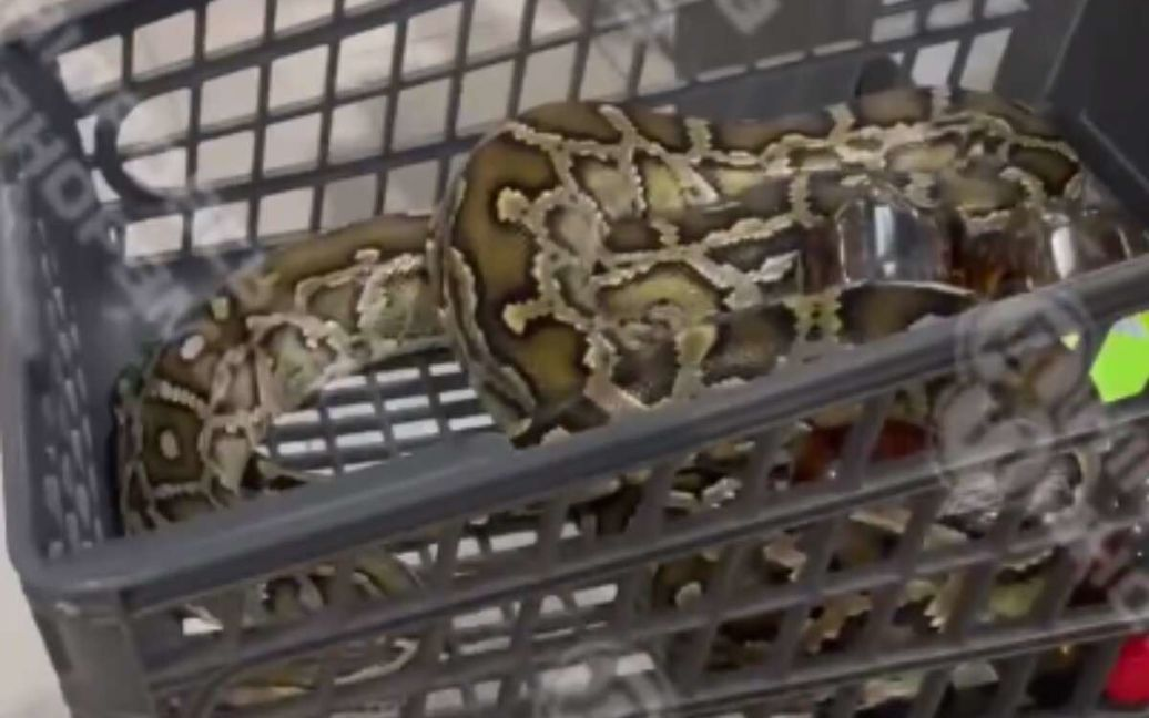 У Дніпрі в супермаркеті «вигулювали» змію (фото, відео)