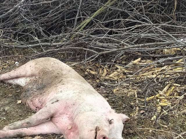 У селі на Волині біля дороги знайшли мертву свиню
