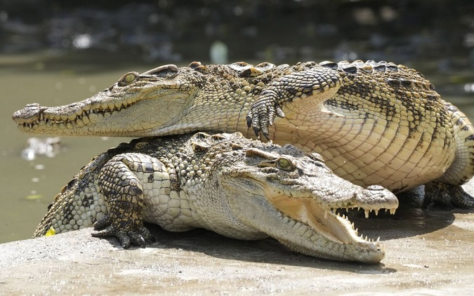У Китаї з ферми втекли 70 крокодилів – на них почали полювання (відео)