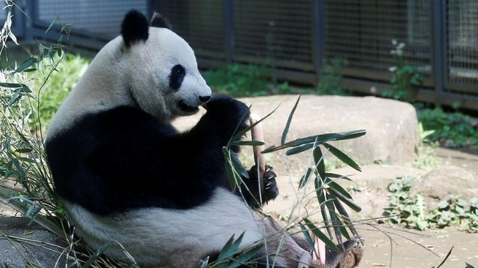Великі панди в зоопарках можуть страждати на джетлаг