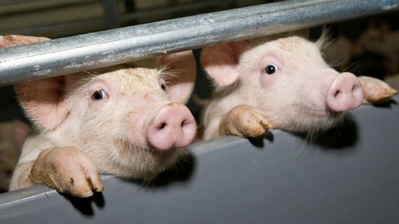 У «Кончі-Заспі» зафіксували спалах африканської чуми свиней
