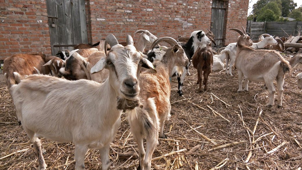 Фермер із Донеччини не може вигодувати кіз, яких перевіз на Волинь (фото, відео)