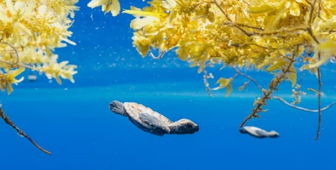У Кораловому морі вилупилася рівна кількість самок і самців черепах