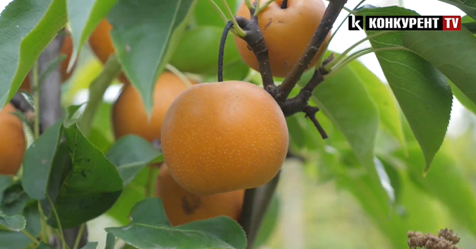 Це нонсенс: біля Луцька чоловік вирощує екзотичні фрукти (відео)