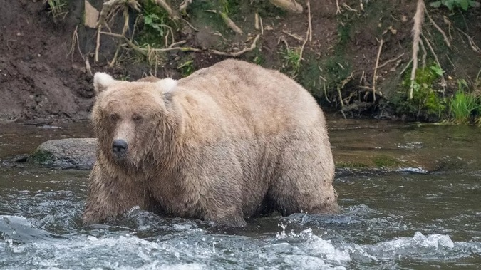 У США на щорічному конкурсі вибрали найтовстішого ведмедя