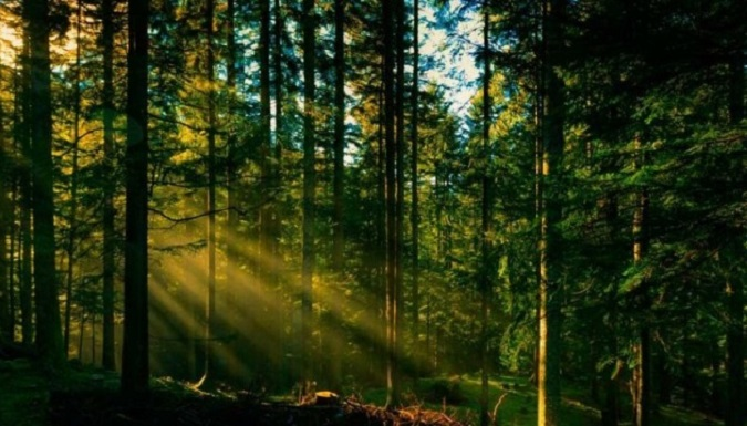 На Волині державі повернули лісові землі вартістю понад 129 мільйонів