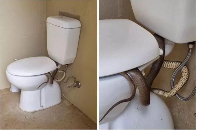 в Австралії на чоловіка в громадському туалеті чекала отруйна змія (фото)