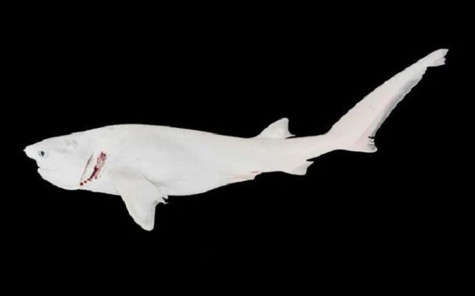 Вчені виявили рідкісну білу акулу-«привида»: який вона має вигляд