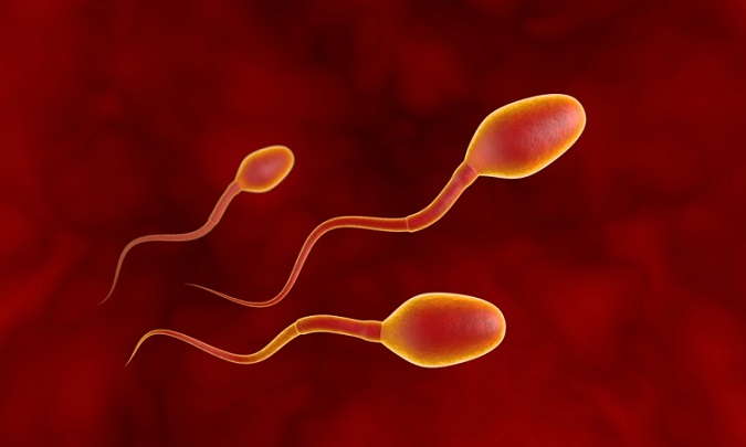Вчені з'ясували, що сперматозоїди вміють порушувати один з головних законів фізики