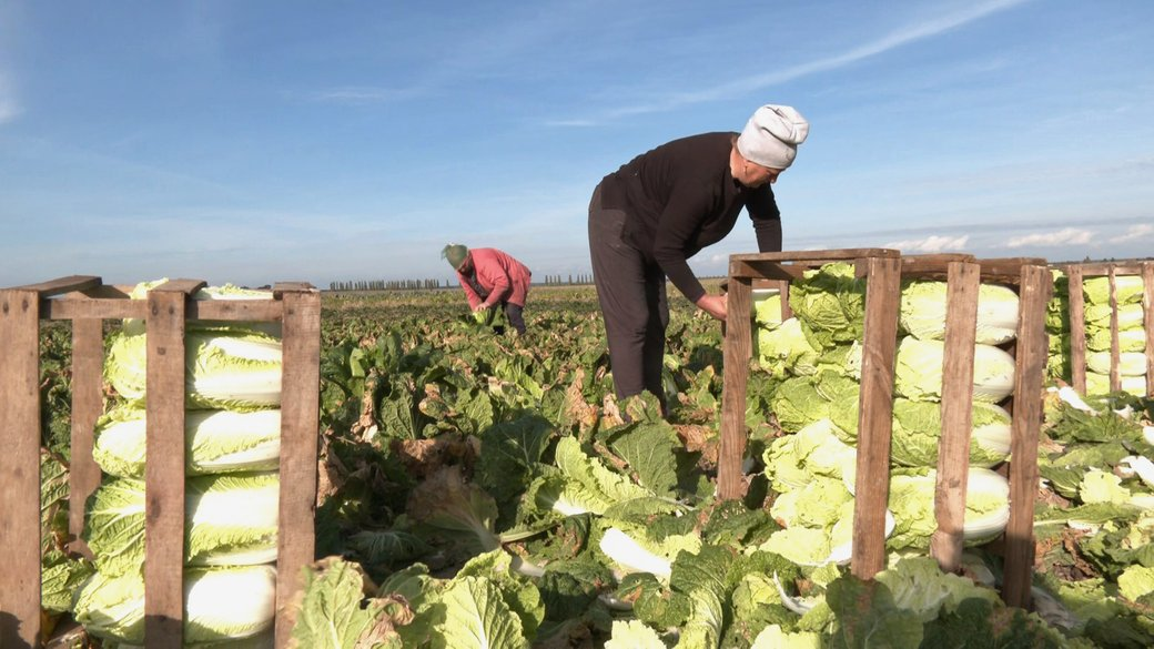 Закривають потребу цілого регіону: під Луцьком місцеві фермери вирощують «пекінку» (відео)