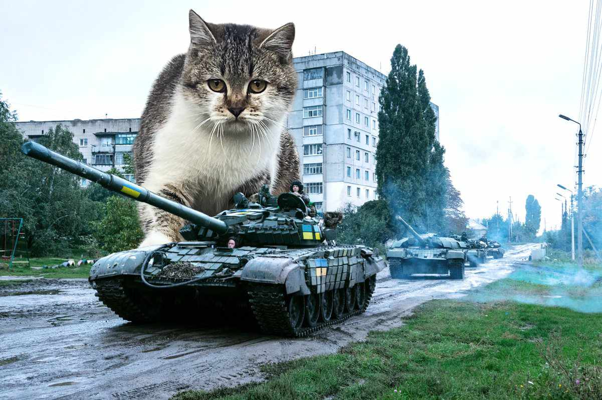 Мережу замилував новий мемний кіт Сирський: хто він такий і до чого тут Волинь