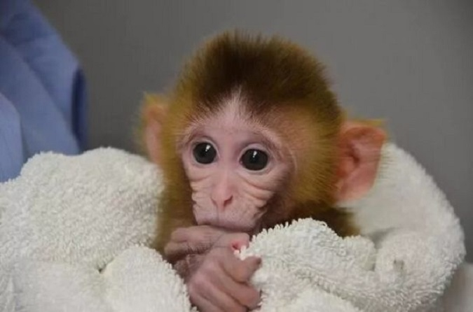 Вчені створили мавпу-химеру, що світиться зеленим: який вона має вигляд (фото)