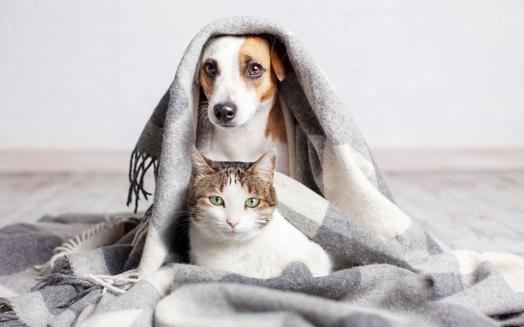 Як правильно зігрівати котів та собак під час холодів