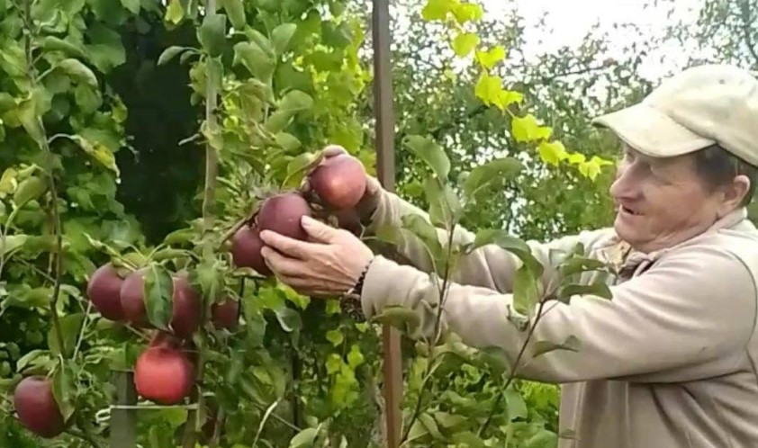 На Волині з однієї яблуні збирають 100 кілограмів врожаю: як вдається (фото)