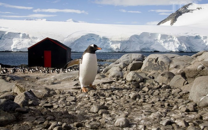Найбільш віддалене поштове відділення у світі щороку наймає працівників, які рахуватимуть пінгвінів