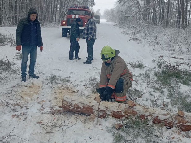 Заблокувало рух транспорту: у Луцькому районі на дорогу впало дерево (фото)
