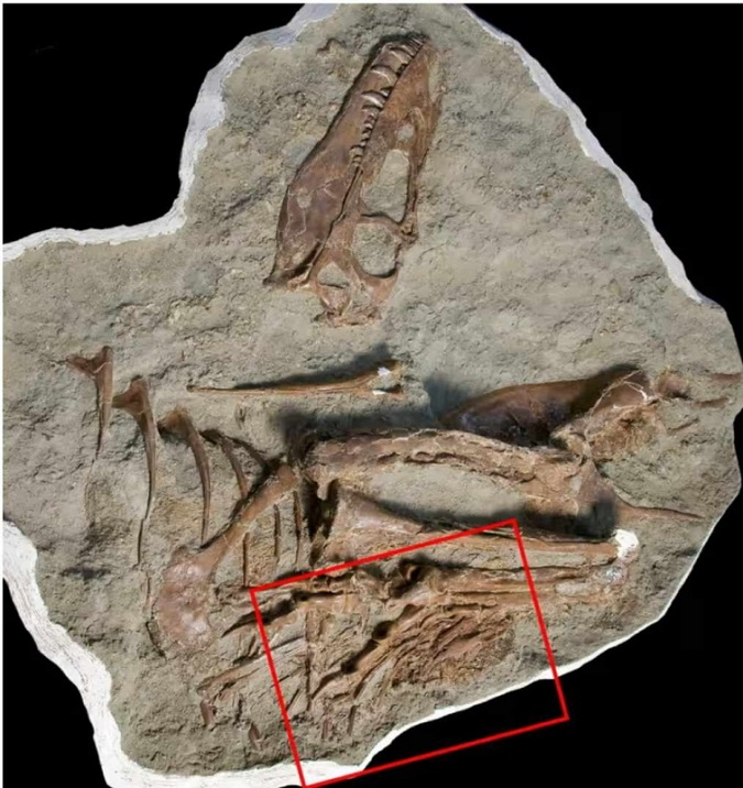 Вчені вперше виявили останню трапезу тиранозавра