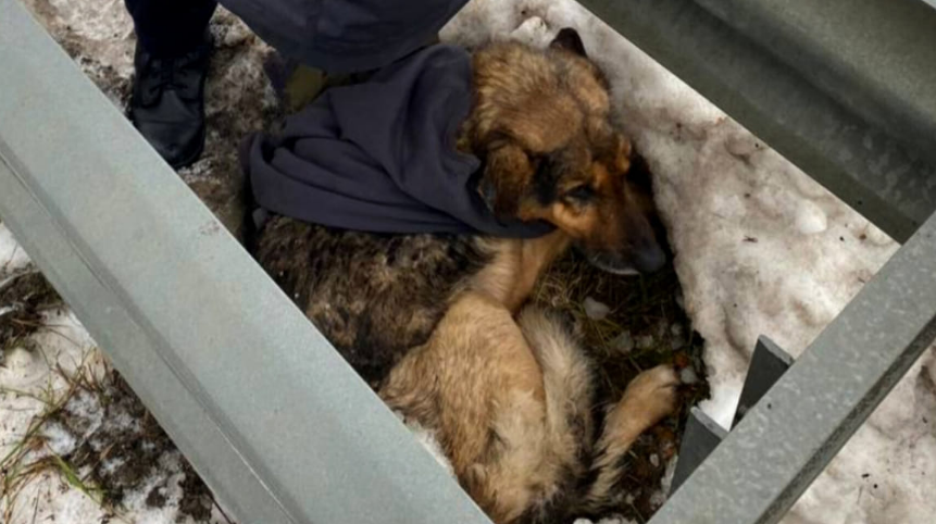 На Волині врятували знесиленого собаку, що лежав на узбіччі (фото)