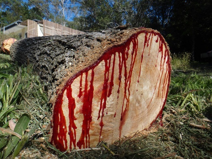 Який вигляд має дерево, яке «кровоточить», коли його зрізають (відео)