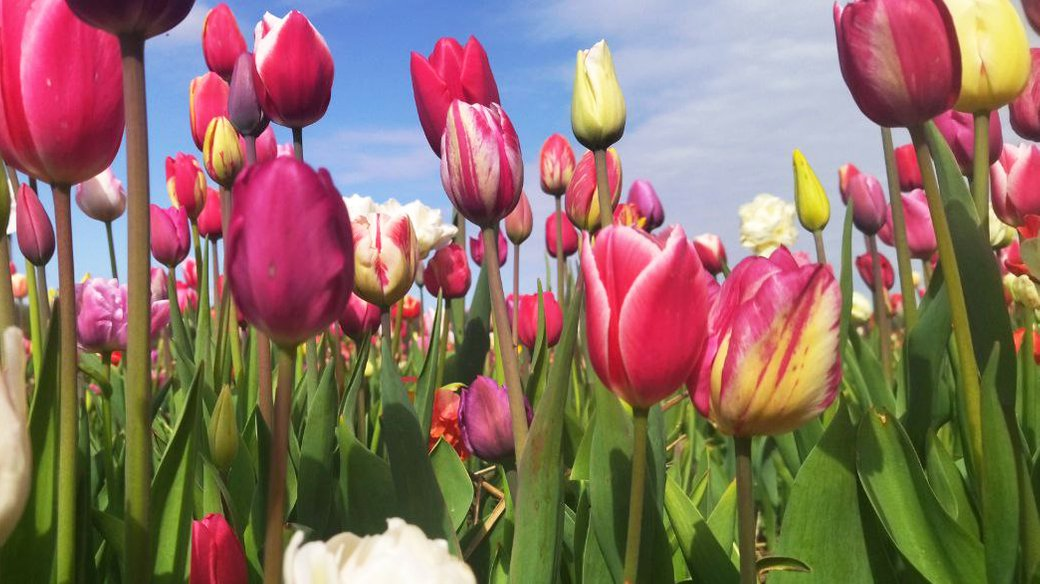 У «Волинській Голландії» навесні обіцяють тюльпановий бум (відео)