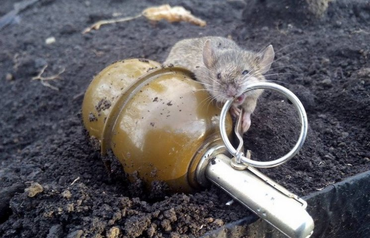 Миші та щурі стали проблемою на лінії фронту, – британська розвідка