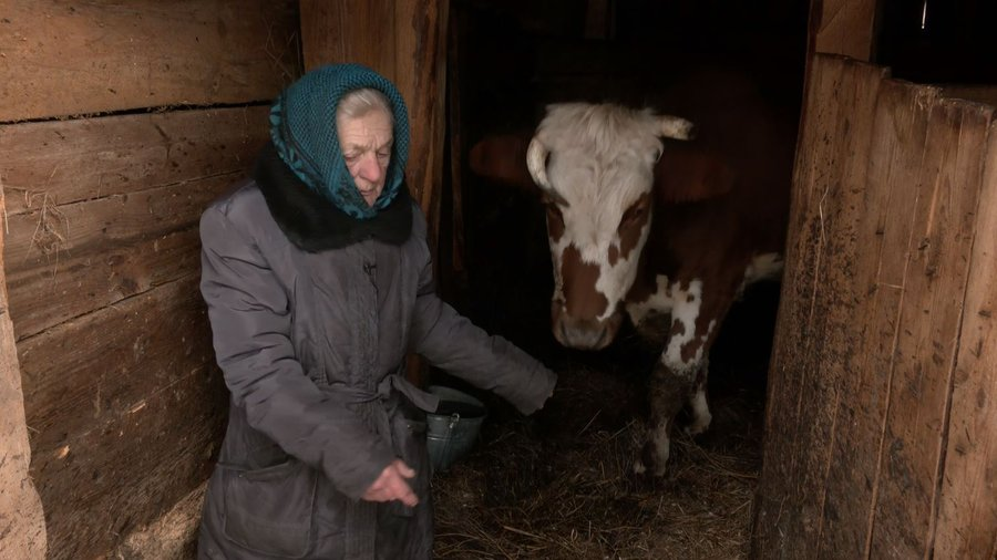 «Люблю коло них ходити»: 85-річна волинянка доглядає за сімома коровами (відео)