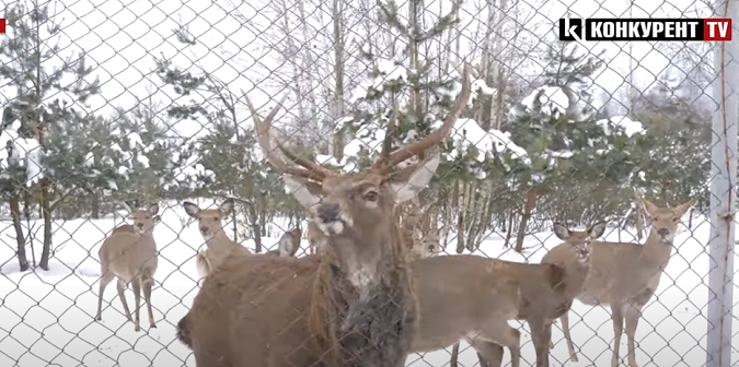 Як у Тойкуті на Волині розводять оленів (відео)