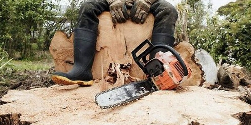 На Волині житель Рівненщини нарубав дров у нацпарку на майже 300 тисяч гривень