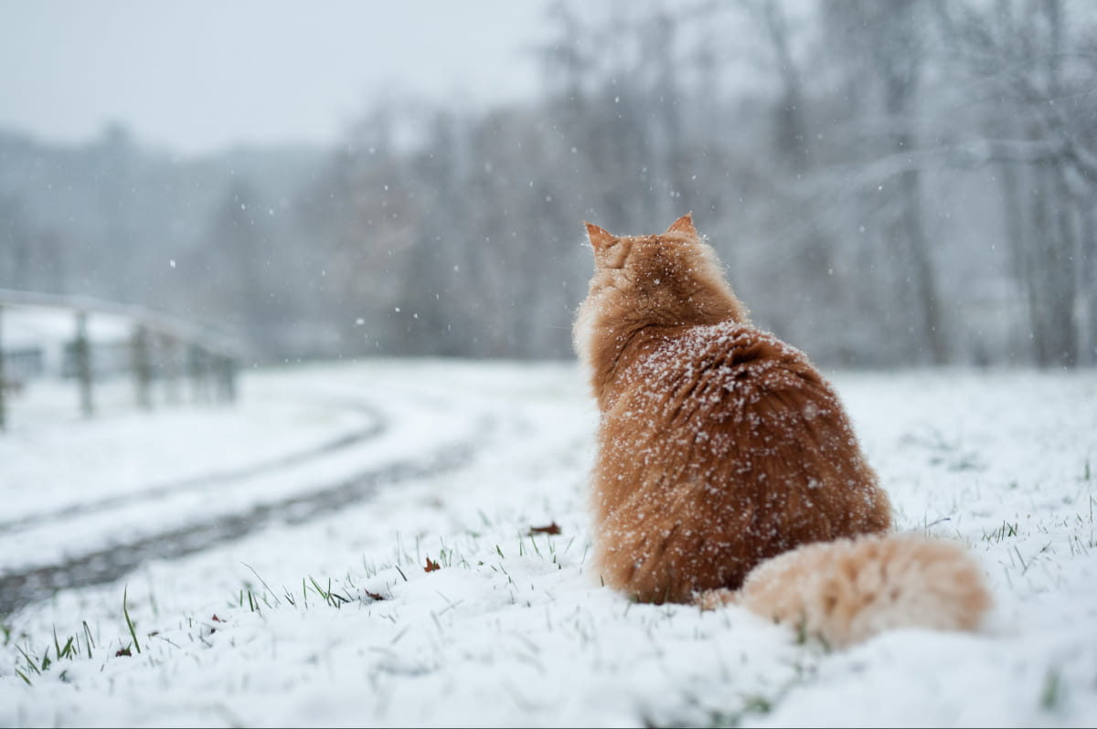Сонячно і морозно: погода у Луцьку на вівторок, 9 січня