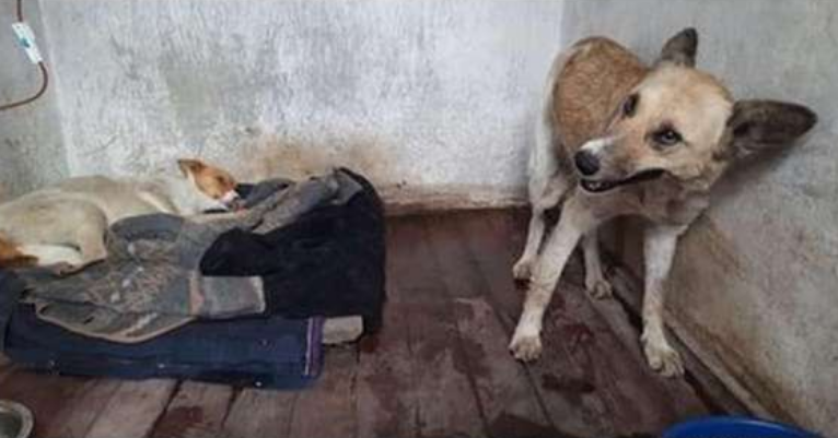 68-річній волинянці, яка хотіла вбити двох собак, дали «умовне» (фото)