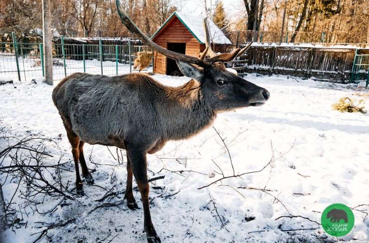 Рогаті і пернаті на снігу: мешканці Луцького зоопарку вийшли на прогулянку (фото)