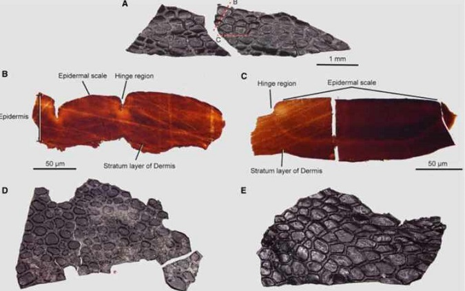 У США знайшли скам'янілу шкіру рептилії, яка жила ще до появи динозаврів (фото)