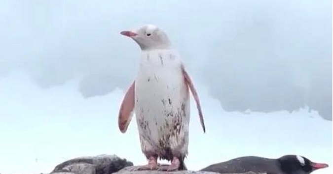 В Антарктиді помітили рідкісного білого пінгвіна (відео)