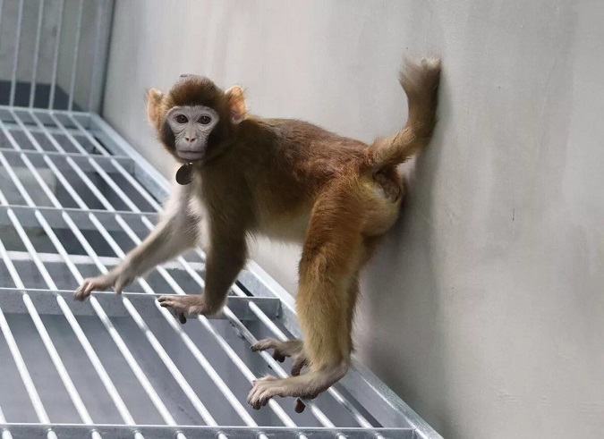 Вчені показали, який вигляд має клонована мавпа через два роки (фото)