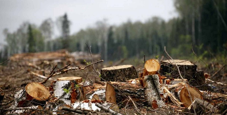 На Волині «чорні» лісоруби завдали довкіллю шкоди на майже 46 мільйонів