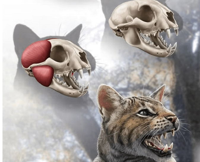 В Іспанії виявили новий вид доісторичних кішок