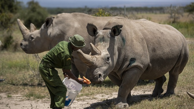 Науковці провели ЕКЗ для носорогів – це може врятувати підвид, з якого живі лише 2 самиці