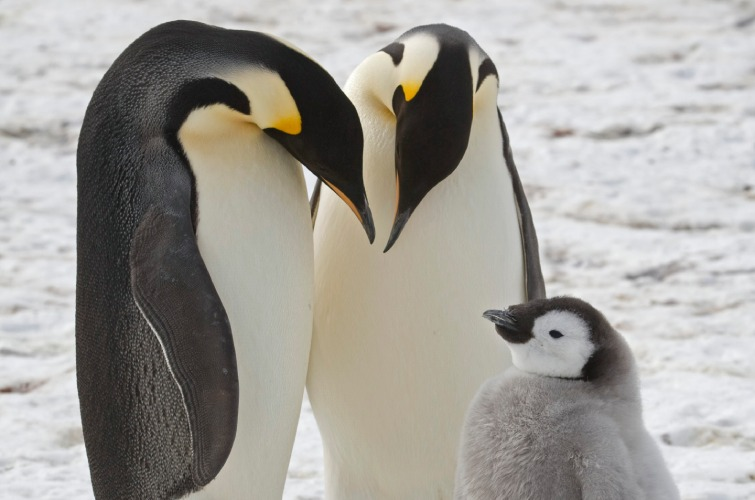 В Антарктиді виявили невідомі раніше колонії імператорських пінгвінів