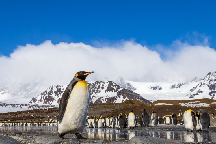 В Антарктиці від пташиного грипу почали гинути пінгвіни