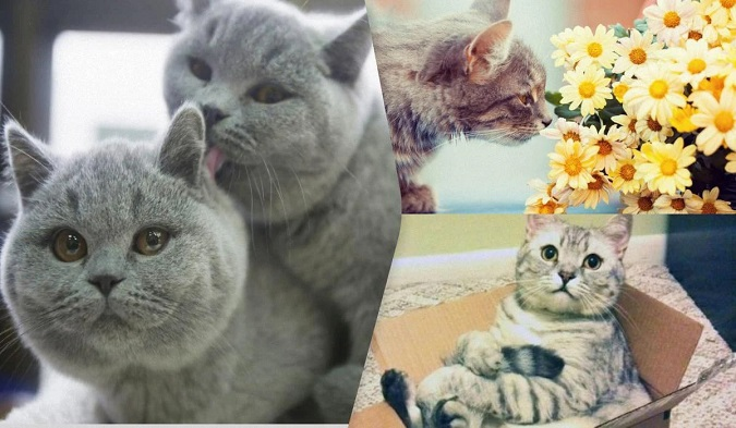 З ними ви ніколи не занудьгуєте: 10 найрозумніших порід котів у світі