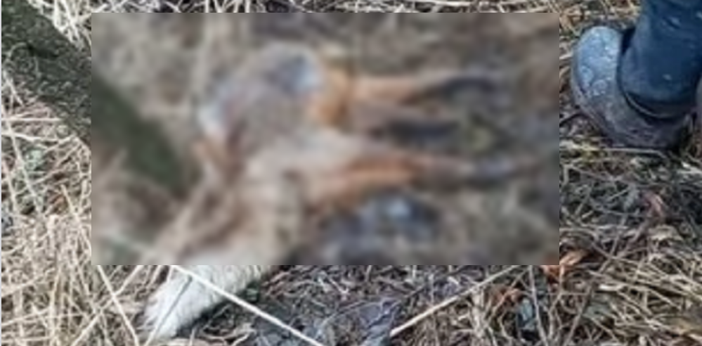 У волинському лісі невідомі встановили смертельні пастки для тварин (фото 18+)