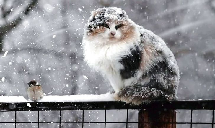 Сніг з дощем: погода в Луцьку на середу, 7 лютого