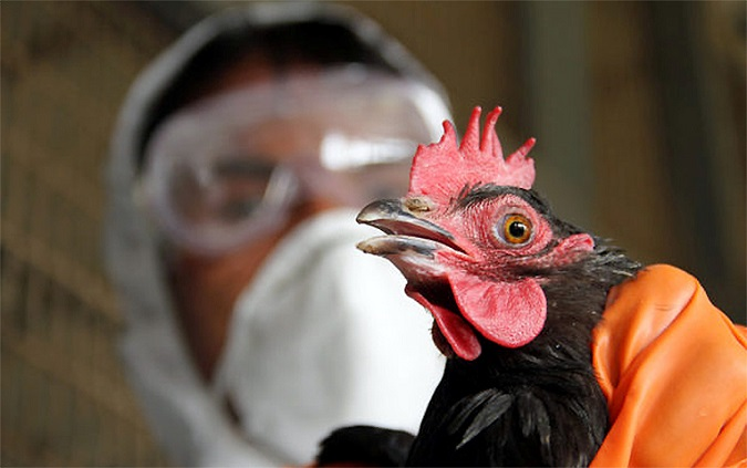 У Луцькому районі скасували карантин, який оголошували через пташиний грип