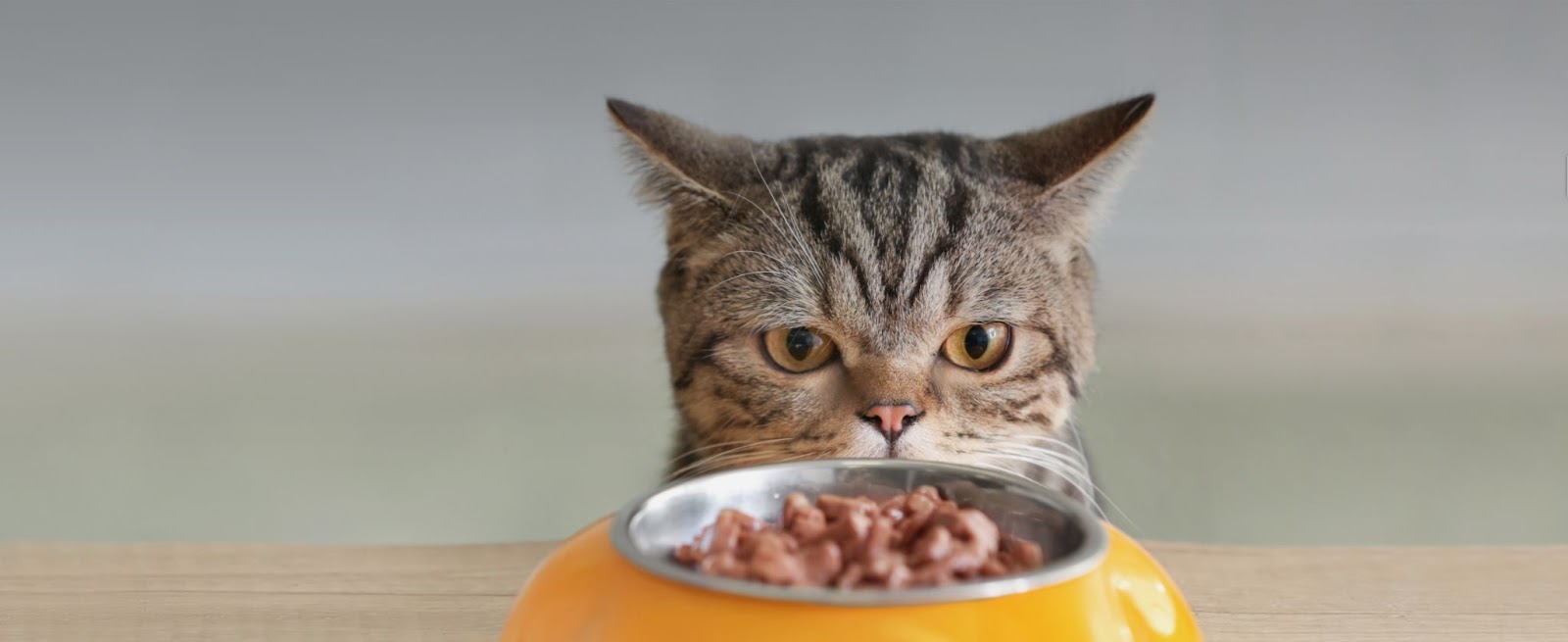 Як перевести кота на інший корм: поради та рекомендації