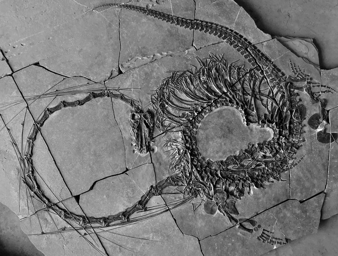 Учені знайшли скамʼянілість динозавра, схожого на фентезійних драконів (фото)