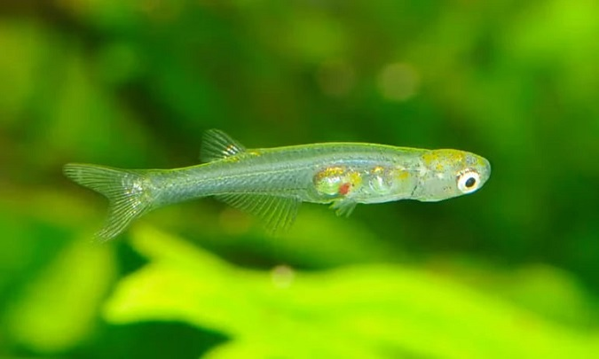 Одна з найменших у світі риб видає звук, гучніший за постріл – вчені